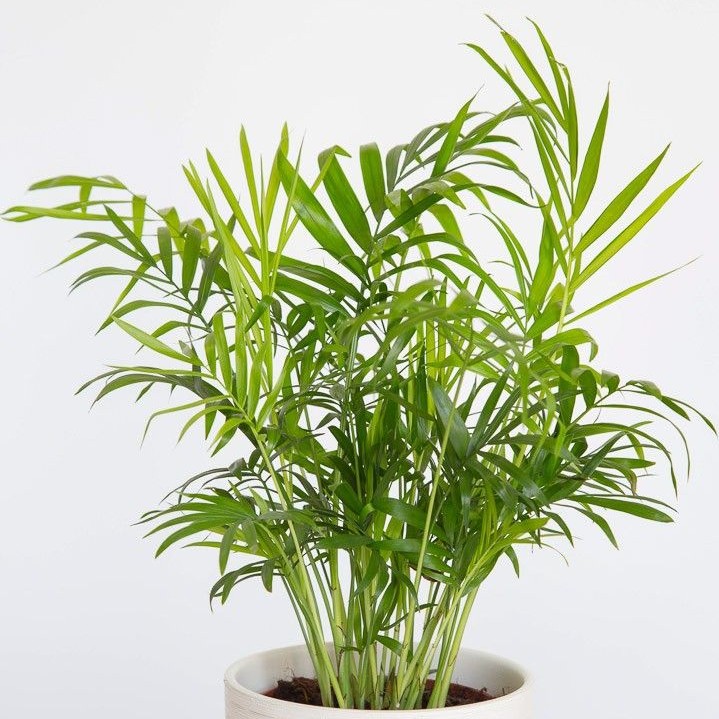 May Flowers Horticulture Installation 82